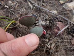 Adromischus inamoenus