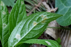 Melampsora rostrupii