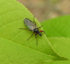 Bibio pomonae
