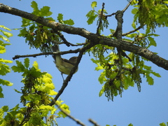 Hippolais icterina
