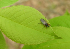 Bibio pomonae