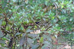 Turdus infuscatus