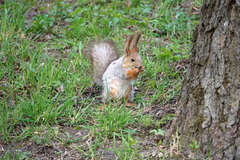 Sciurus vulgaris