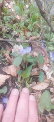 Viola novae-angliae
