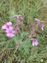 Geranium linearilobum