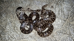 Lampropeltis calligaster