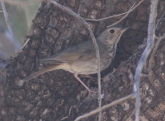 Catharus guttatus auduboni