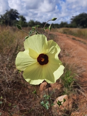 Hibiscus engleri