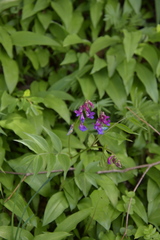 Lathyrus vernus