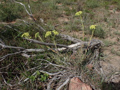 Crassula mesembryanthoides hispida