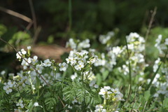 Arabis caucasica