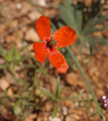 Papaver tichomirovii