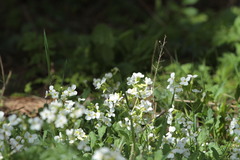 Arabis caucasica