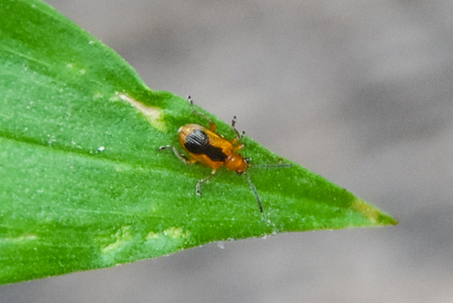 Neolema ovalis