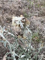 Vanessa virginiensis