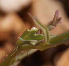 Papaver tichomirovii
