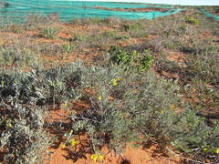 Calobota lotononoides