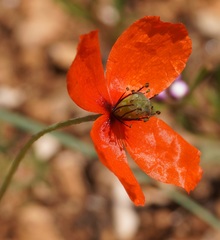 Papaver tichomirovii
