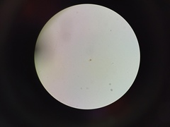 Chrysococcus