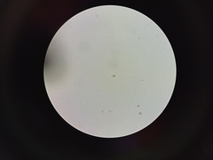 Chrysococcus