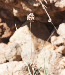 Allium nathaliae