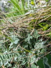 Psephellus declinatus