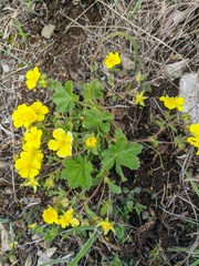 Potentilla humifusa