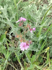 Geranium linearilobum
