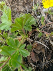 Potentilla humifusa