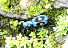 Pseudoxycheila chaudoiri