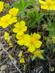 Potentilla humifusa