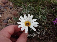 Arctotis pinnatifida