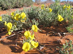 Calobota lotononoides
