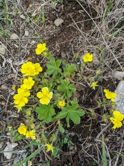 Potentilla humifusa