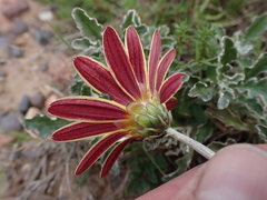 Arctotis pinnatifida