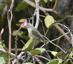 Chlorodrepanis flava
