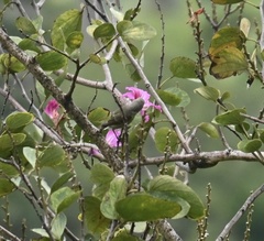 Chlorodrepanis flava