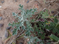 Arctotis pinnatifida