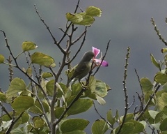 Chlorodrepanis flava