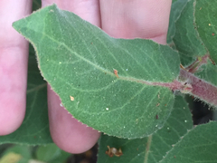 Arctostaphylos hooveri