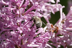 Anthophora plumipes