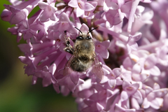 Anthophora plumipes