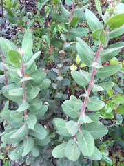 Arctostaphylos hooveri