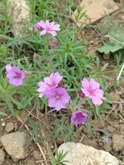 Geranium linearilobum