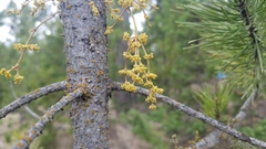 Arceuthobium americanum