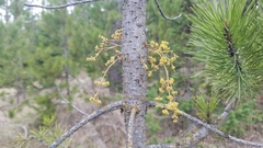 Arceuthobium americanum