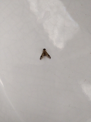 Chrysopilus nubecula