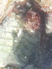 Dinoplax gigas