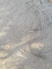 Hystrix africaeaustralis