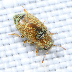 Heterhelus